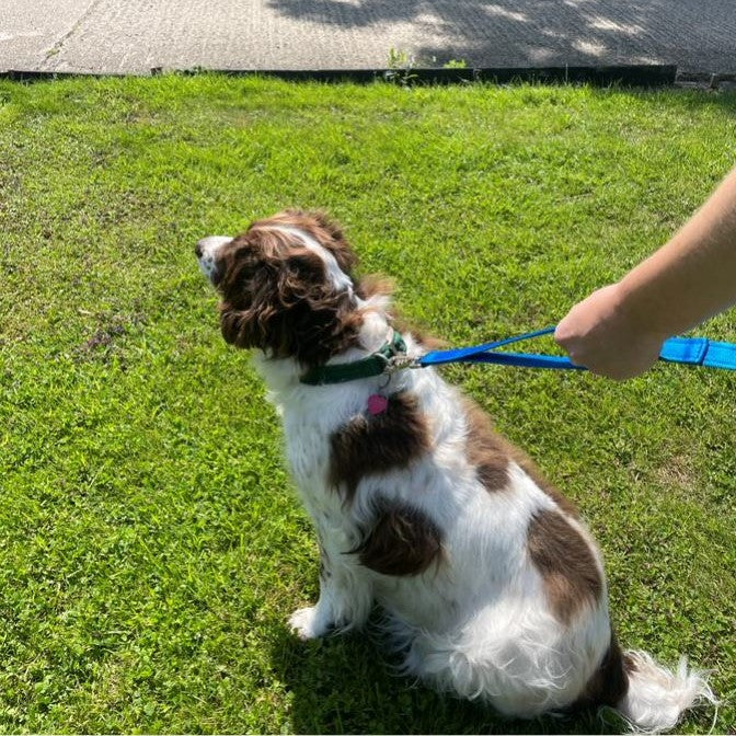 Dog Lead With Double Handle For Quick Grab Safety Control 2m Long Walking Leash