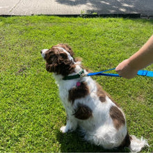 Load image into Gallery viewer, Dog Lead With Double Handle For Quick Grab Safety Control 2m Long Walking Leash