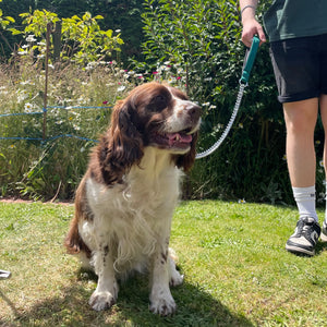Metal Chain Dog Lead Padded Handle 32" Long 80cm Heavy Duty Short Walking Lead