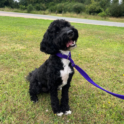 Dog Slip Leads Training Obedience Walking Leash 72"/6ft Long 20mm 25mm Air Webbing 24 Colours