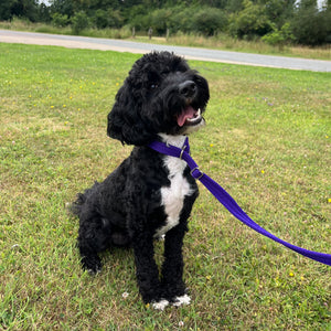 Dog Slip Leads Training Obedience Walking Leash 60"/5ft Long 20mm 25mm Air Webbing 24 Colours