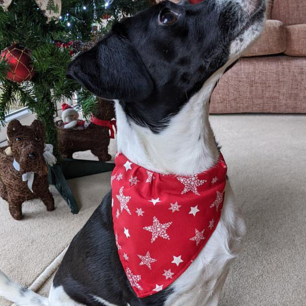 Christmas Dog Bandanas 9 Festive Designs In 4 Sizes 100% Cotton