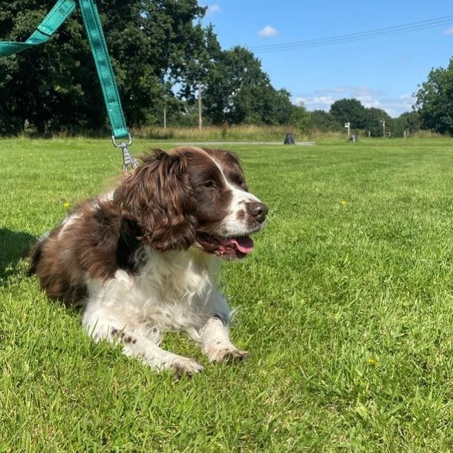 Dog Lead With Double Handle For Quick Grab Safety Control 2m Long Walking Leash