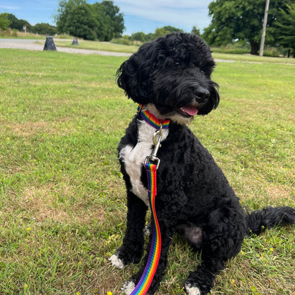 Rainbow Dog Collar In 25mm Webbing Strong Adjustable In Various Sizes