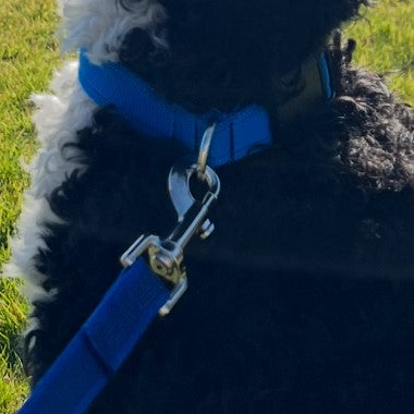 20mm Heavy Duty Trigger Clips Hooks Nickel Plated For Dog Leads Webbing Bags Straps