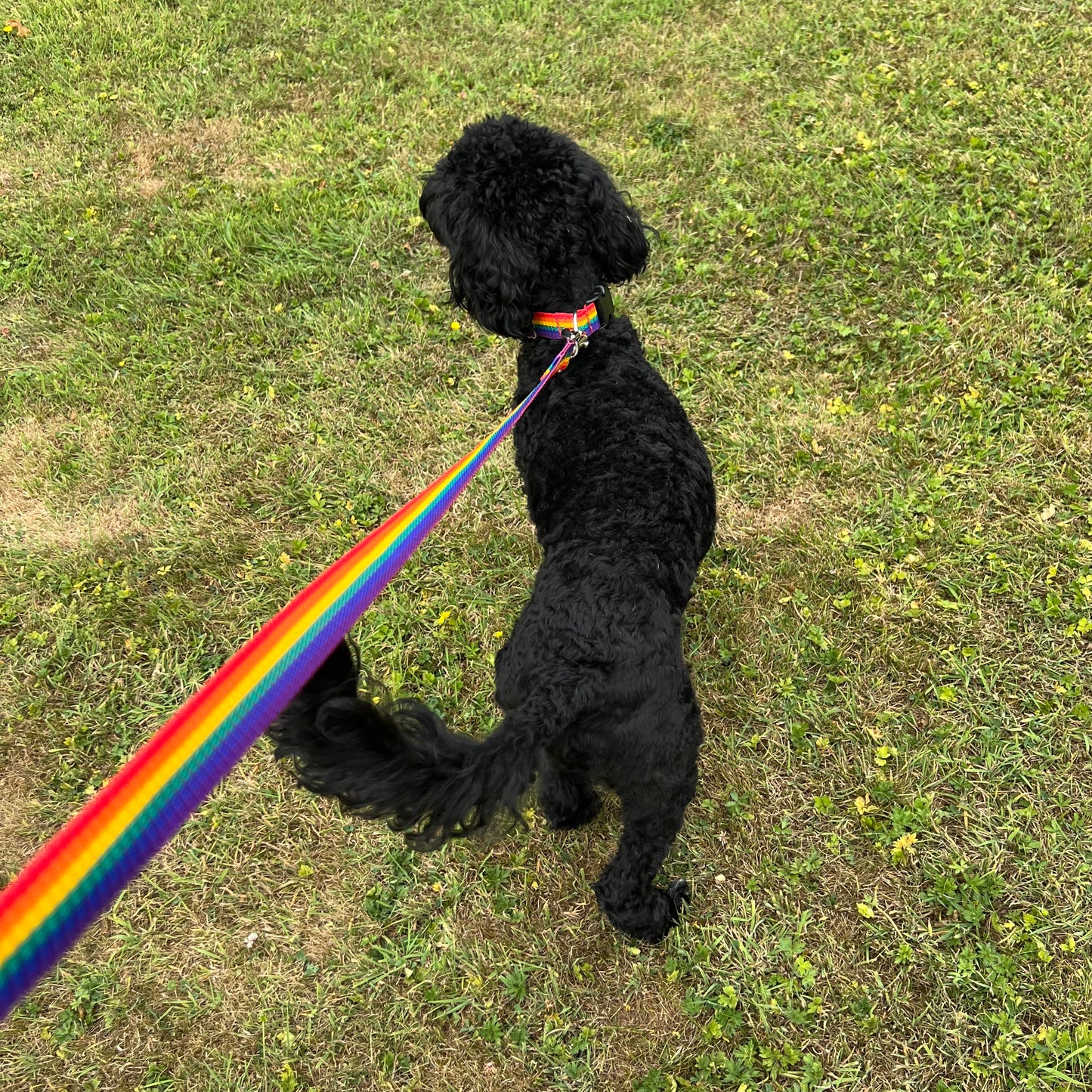 Rainbow Dog Collar In 25mm Webbing Strong Adjustable In Various Sizes