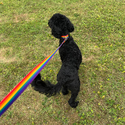Rainbow Dog Collar In 25mm Webbing Strong Adjustable In Various Sizes