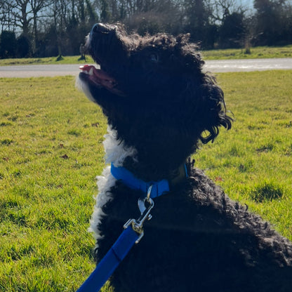 Dog Training Leads Rubber Grip Webbing Slip Resistance Tracking Leash Long Line With No Handle