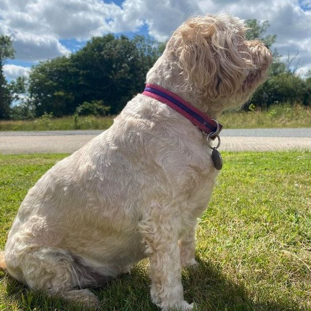 20mm Dog Collars Soft Strong Durable Air Webbing In Various Colours & Sizes