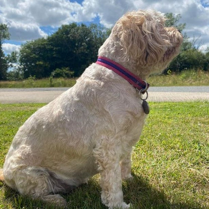 20mm Dog Collars Soft Strong Durable Air Webbing In Various Colours & Sizes