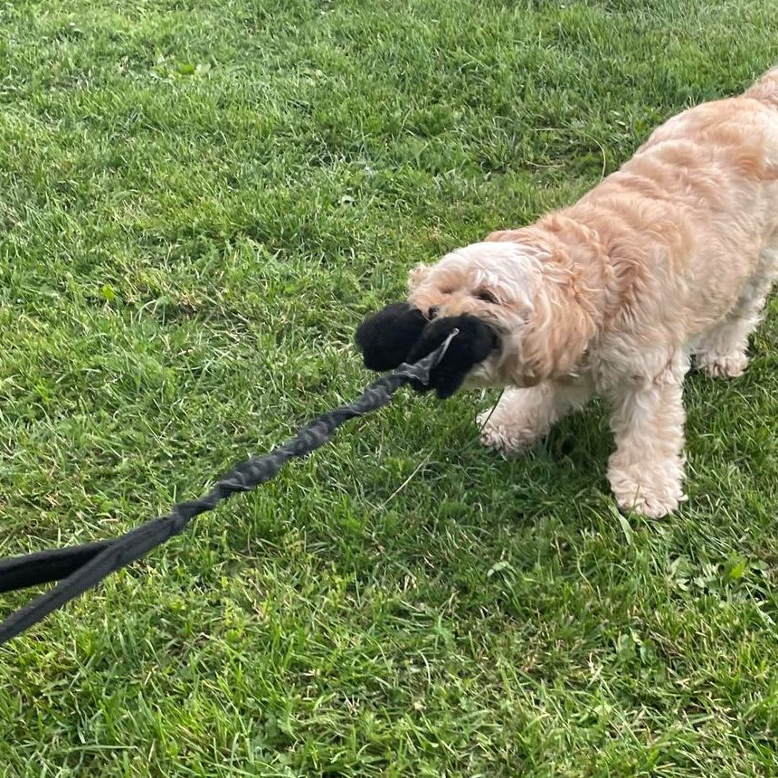 Chase & Tug Dog Toy - Dog Training Interactive Play Toy In 3 Lengths 19 Colours