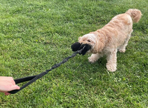 Chase & Tug Dog Toy - Dog Training Interactive Play Toy In 3 Lengths 19 Colours