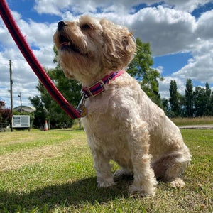 20mm Dog Collars Soft Strong Durable Air Webbing In Various Colours & Sizes