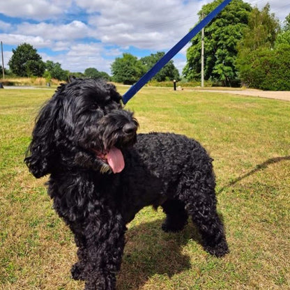 Dog Training Lead 25mm Heavy Webbing 40ft - 100ft Long Line Tracking Recall In 21 Colours