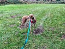 Load image into Gallery viewer, 5ft 1.5m Large Dog Training Lead Horse Lunge Line 25mm Cushion Webbing In Various Colours