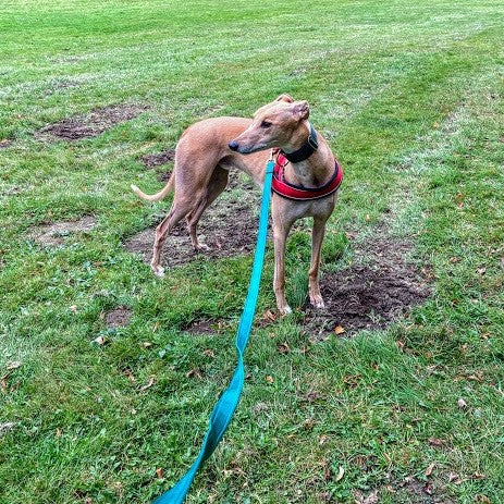 5ft 1.5m Large Dog Training Lead Horse Lunge Line 25mm Cushion Webbing In Various Colours