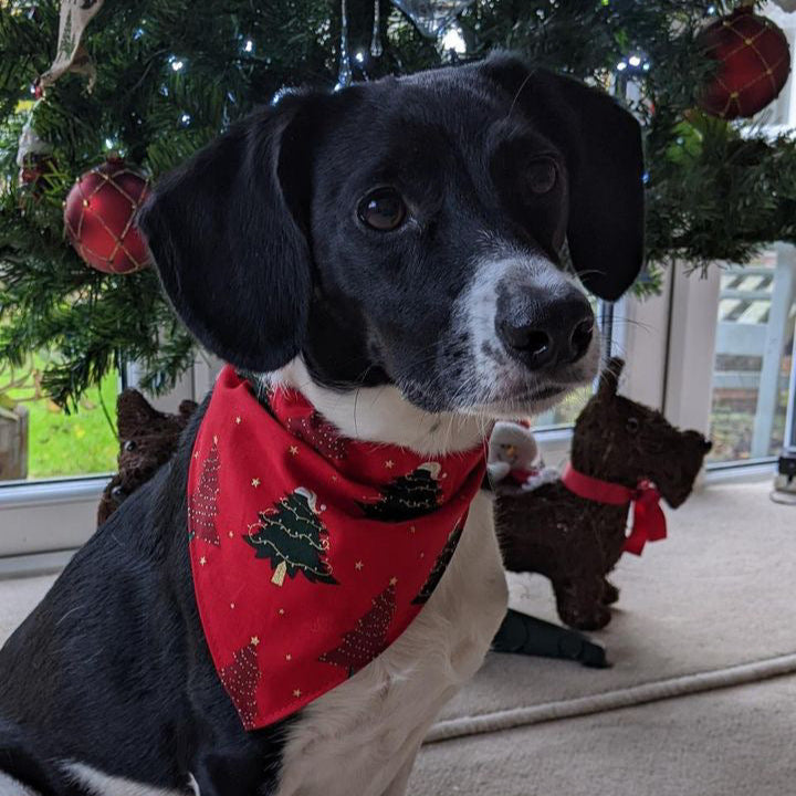 Christmas Dog Bandanas 9 Festive Designs In 4 Sizes 100% Cotton