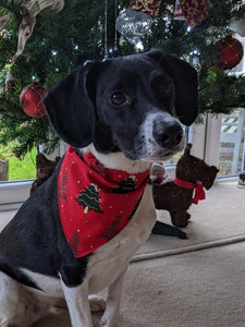 Christmas Dog Bandanas 5 Festive Designs In 4 Sizes 100% Cotton