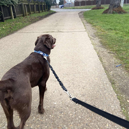 Dog Extension Lead Short Connector Standard Or Bungee Shock Absorber With Swivel Or D-ring