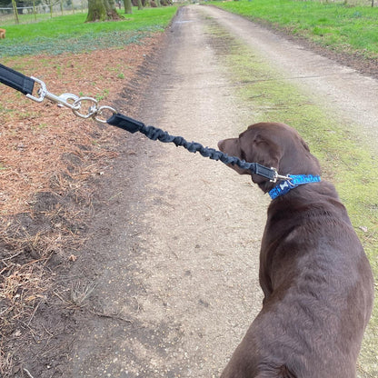 Dog Extension Lead Short Connector Standard Or Bungee Shock Absorber With Swivel Or D-ring