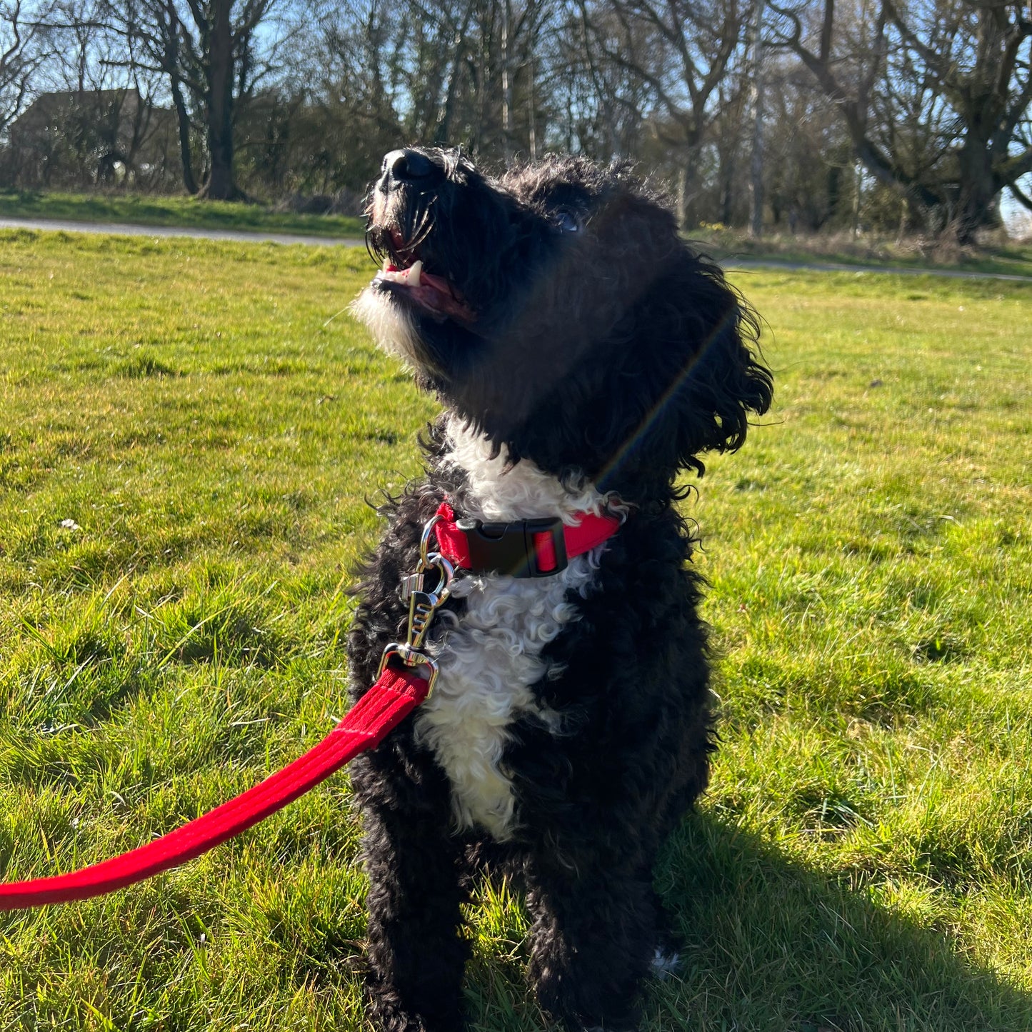 Adjustable Dog Collars 25mm Cushion Webbing In Various Colours And Sizes Small Medium Large