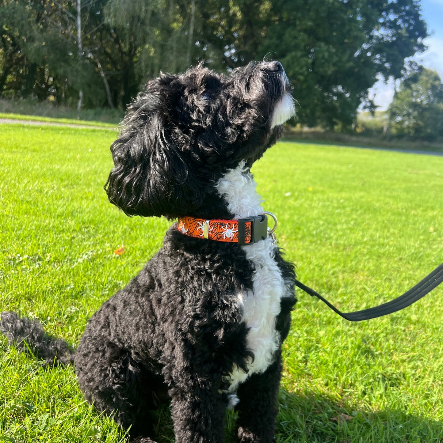 Halloween Dog Collars Adjustable 25mm Wide In Various Designs Small Medium Large