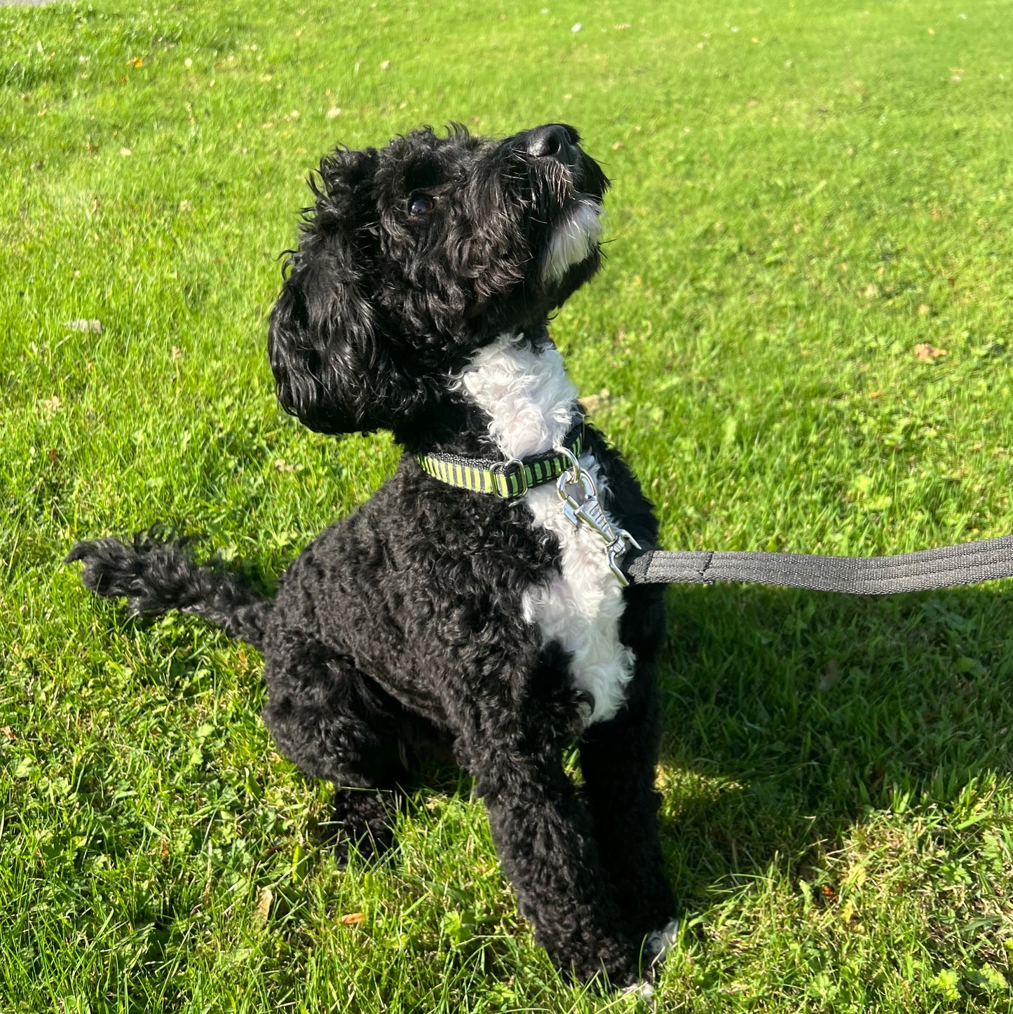 Halloween Dog Collars Adjustable 20mm Wide In Various Designs Small Medium Large