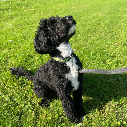 Halloween Dog Collars Adjustable 20mm Wide In Various Designs Small Medium Large