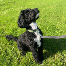 Load image into Gallery viewer, Halloween Dog Collars Adjustable 20mm Wide In Various Designs Small Medium Large