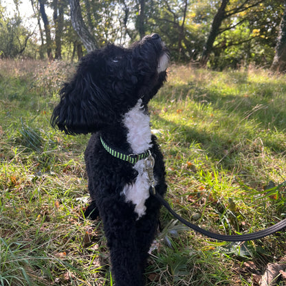 Halloween Dog Collars Adjustable 20mm Wide In Various Designs Small Medium Large