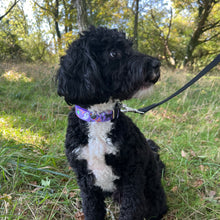 Load image into Gallery viewer, Halloween Dog Collars Adjustable 25mm Wide In Various Designs Small Medium Large
