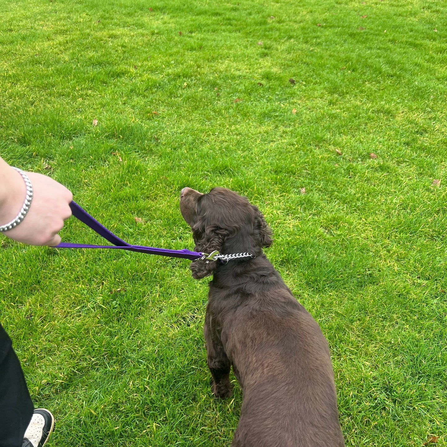 18" Short Close Control Dog Training Lead Leash 25mm Cushion Webbing In 19 Colours