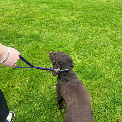 18" Short Close Control Dog Training Lead Leash 25mm Cushion Webbing In 19 Colours