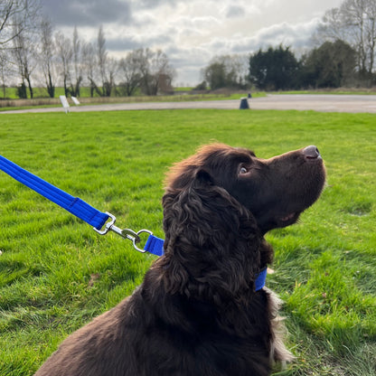 Dog Slip Collar Padded 25mm Wide Small Medium Large 20 Colours