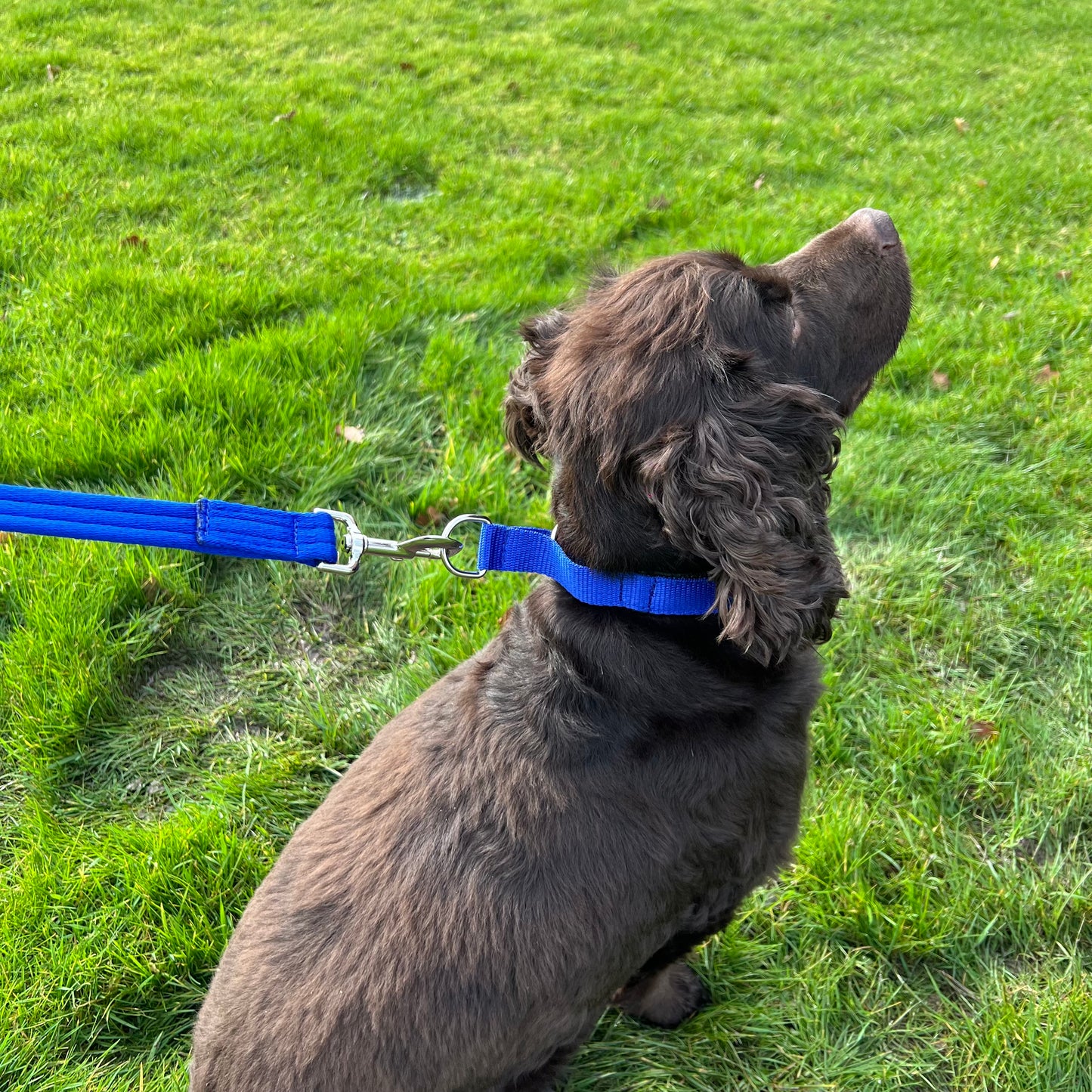 Dog Slip Collar Padded 25mm Wide Small Medium Large 20 Colours