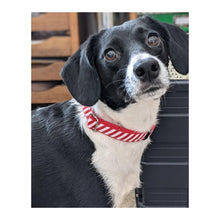 Load image into Gallery viewer, Christmas Dog Collars Adjustable 25mm Wide In Various Designs Small Medium Large