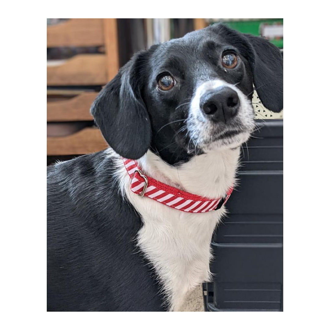 Christmas Dog Collars Adjustable 20mm Wide In Various Designs Small Medium Large