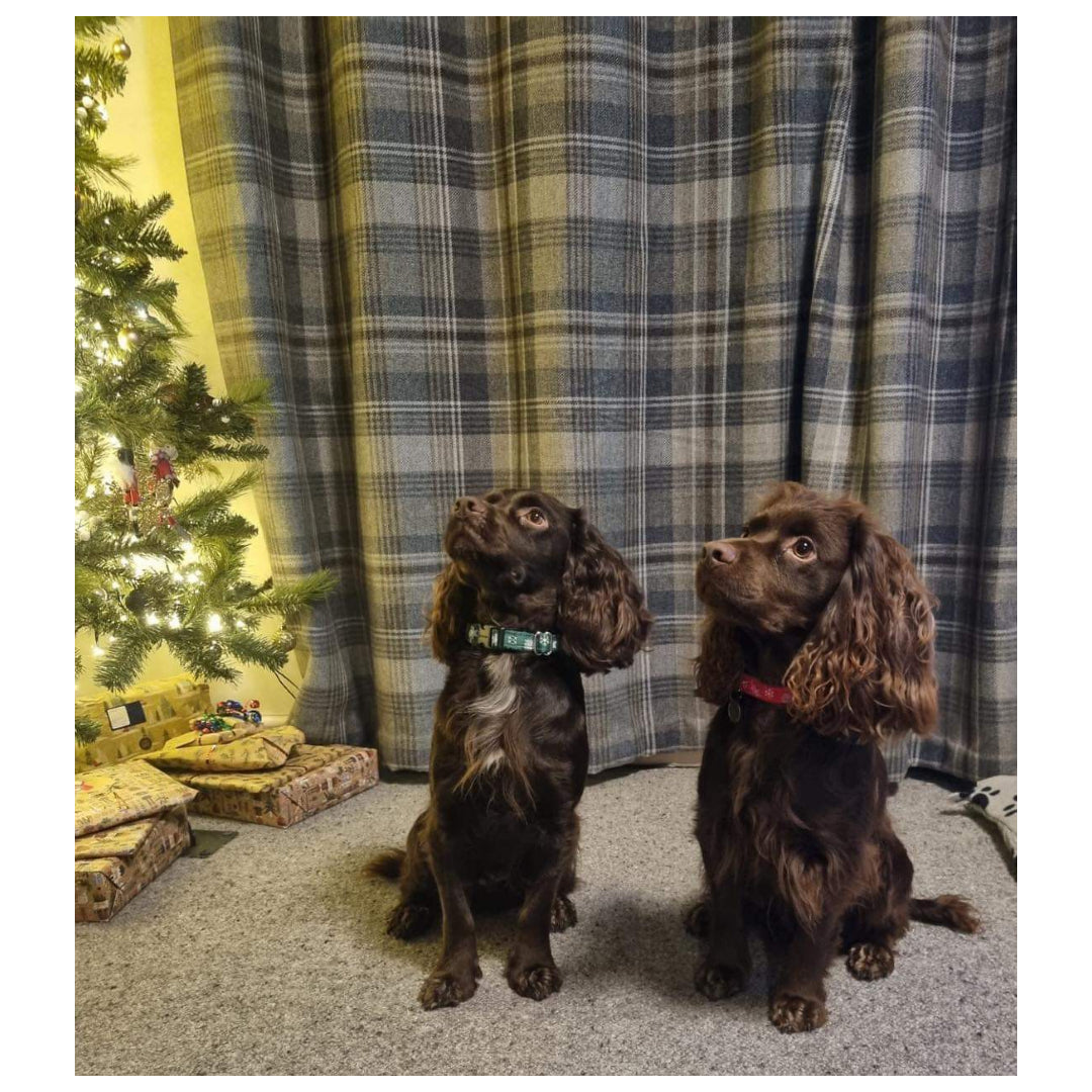 Christmas Dog Collars Adjustable 25mm Wide In Various Designs Small Medium Large