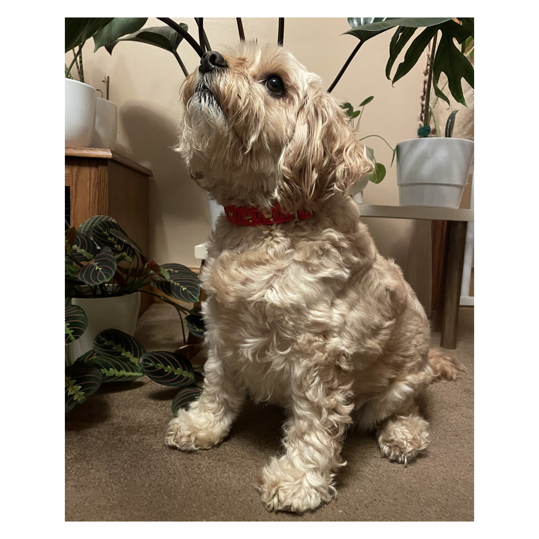 Christmas Dog Collars Adjustable 20mm Wide In Various Designs Small Medium Large