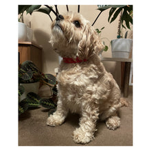 Load image into Gallery viewer, Christmas Dog Collars Adjustable 20mm Wide In Various Designs Small Medium Large