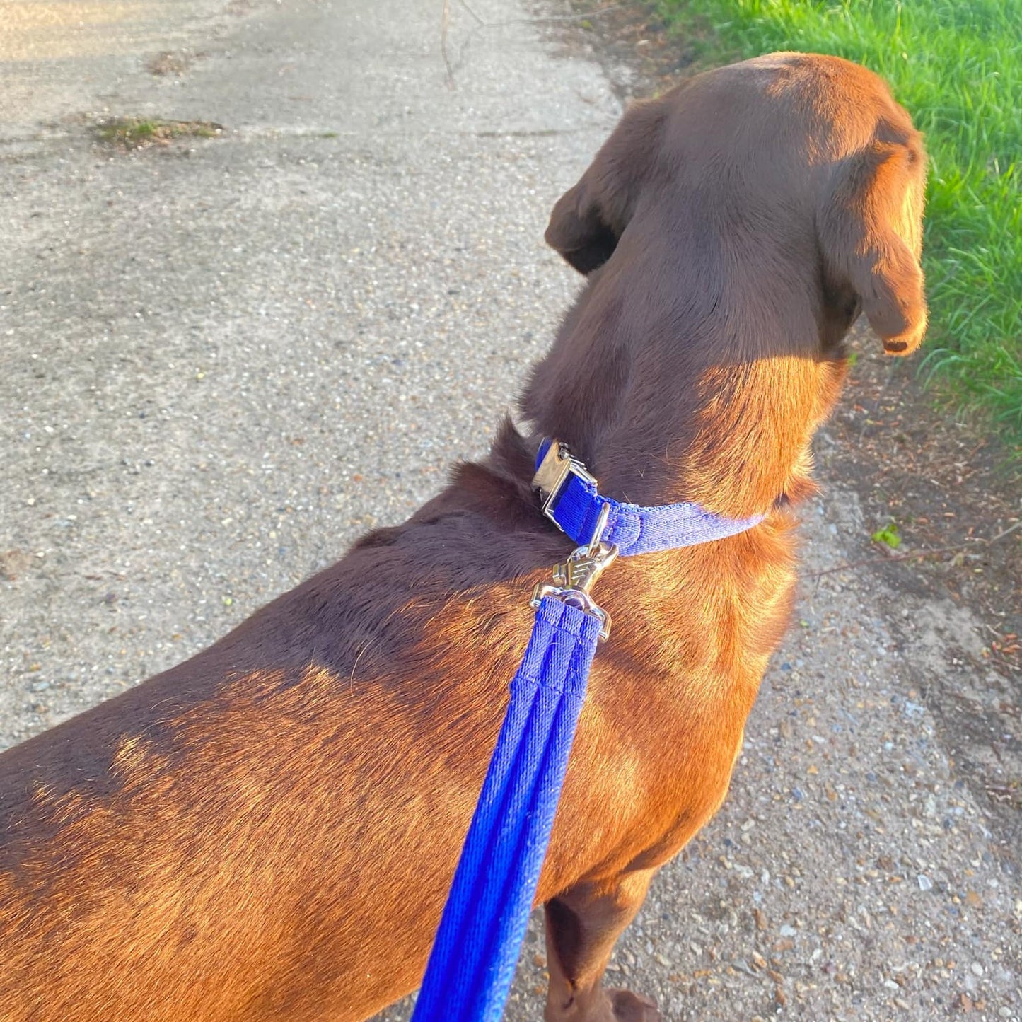 Dog Collar Adjustable Soft Air Webbing In Various Colours 20mm Wide For Small & Medium Dogs