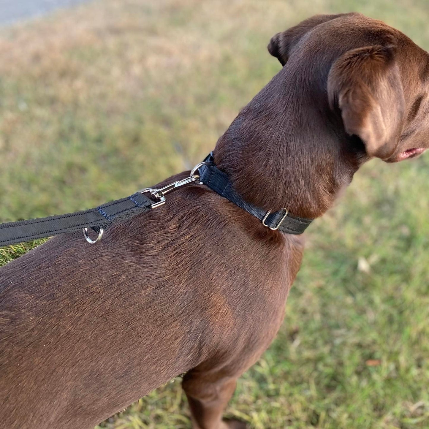 Police Style Dog Training Leads Double Ended Obedience Leash Multi-Functional 25mm Cushion Webbing