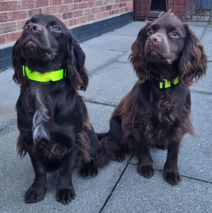 Dog Collar In 25mm Fluorescent Yellow Webbing Adjustable In Various Sizes