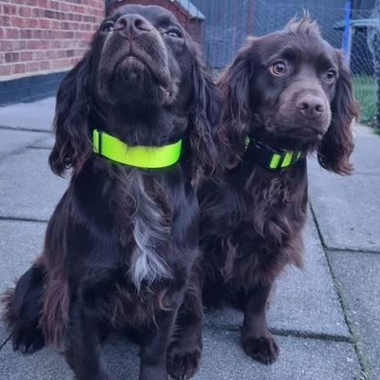 Dog Collar In 25mm Fluorescent Yellow Webbing Adjustable In Various Sizes
