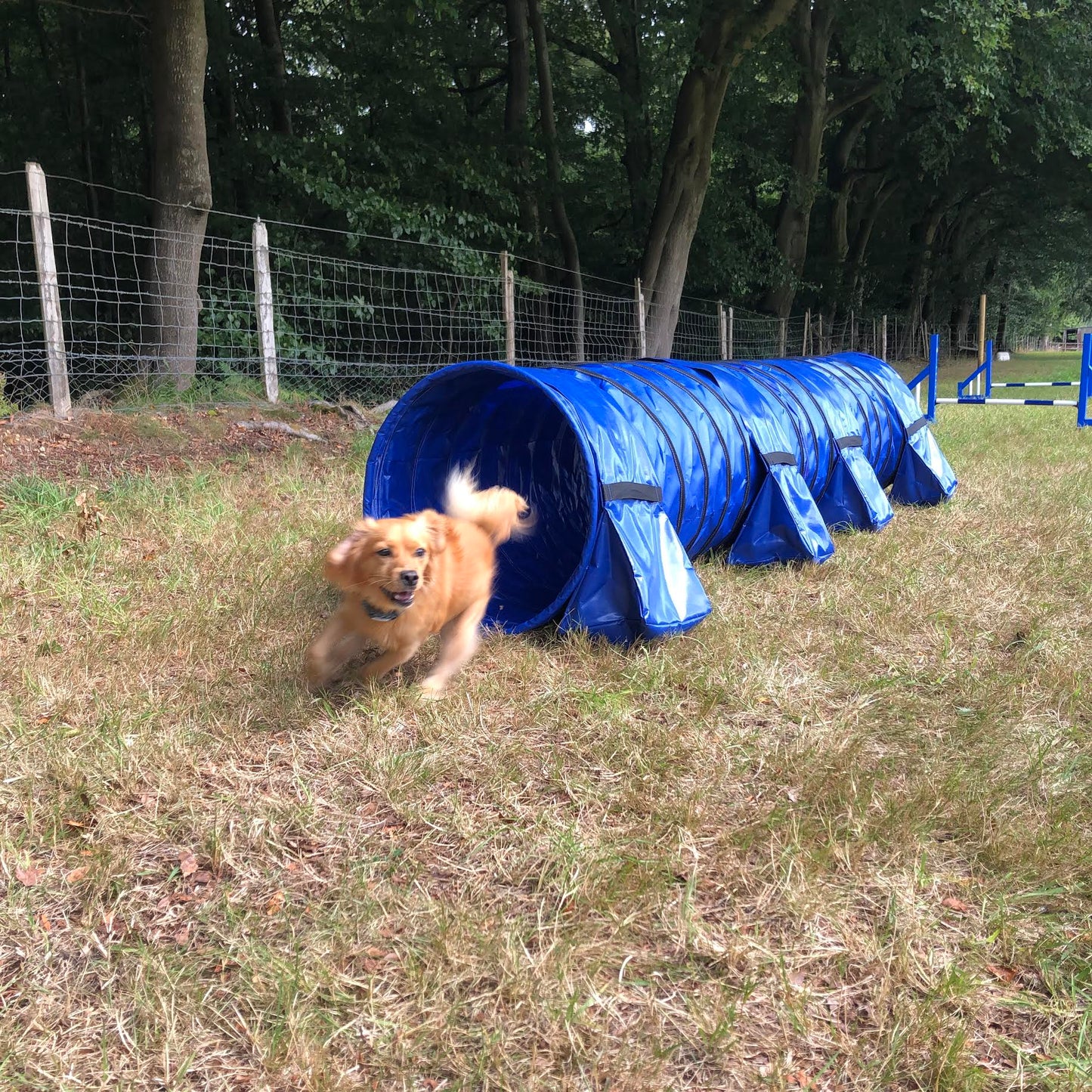 Dog Agility Tunnel Sandbags 60cm Diameter Non Adjustable All In One With Handles For Indoor And Outdoor UV PVC In Various Colours 300mm Material Width