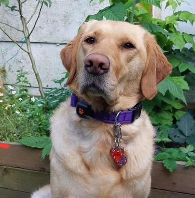 Adjustable Dog Collars 25mm Cushion Webbing In Various Colours And Sizes Small Medium Large