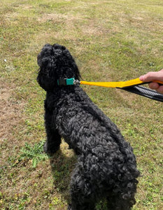 20" Short Close Control Dog Lead With Padded Handle In Various Colours 25mm Webbing