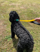 Load image into Gallery viewer, 18&quot; Short Close Control Dog Lead With Padded Handle In Various Colours 25mm Webbing