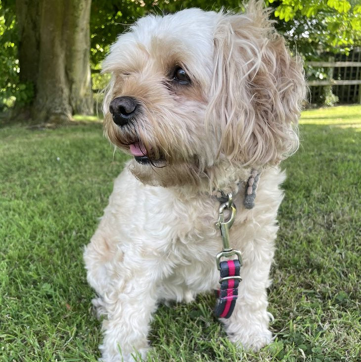 Police Style Dog Training Lead Double Ended Multi Functional Dual Walking Leash 25mm Air Webbing 5ft - 15ft