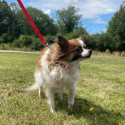 Dog Collar And Lead Set 13mm Webbing Small Collar In Various Lengths And Matching Colours